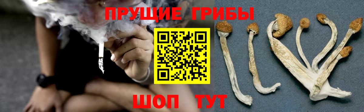 Псилоцибиновые грибы Cubensis Алейск